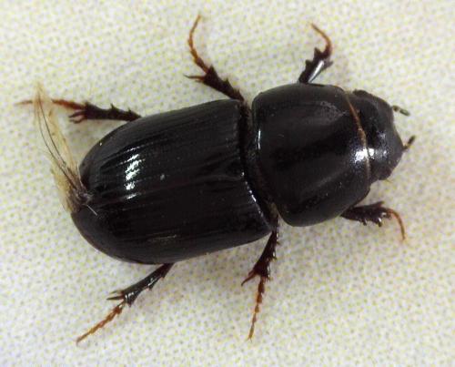 Aphodiinae